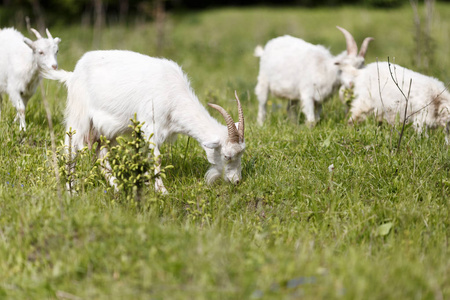 走在绿草上寻找食物的山羊