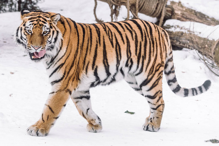 小老虎在清晨的雪地里打猎