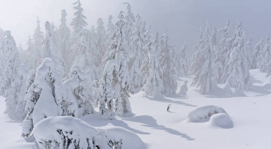 冬季针叶林在一个山坡上的一个轻雾。