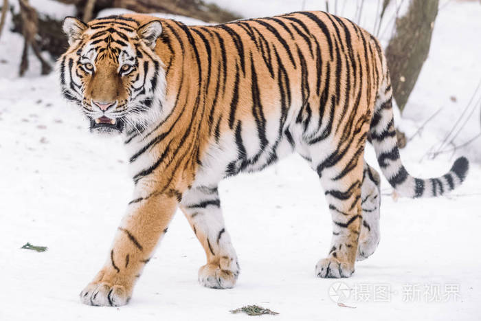 小老虎在清晨的雪地里打猎