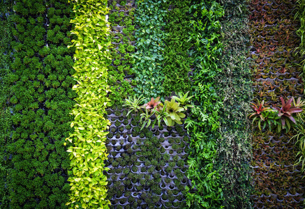 绿色植物背景图案墙植物纹理背景绿叶各种背景美丽的大自然绿色墙植物丰富多彩