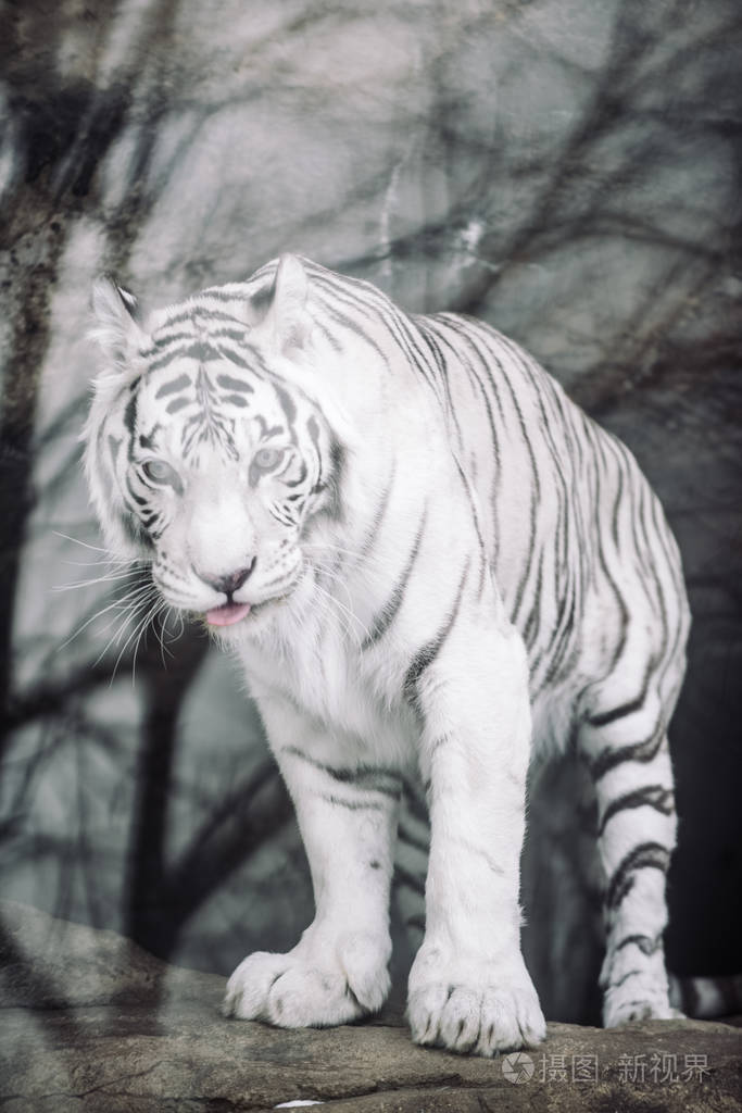 白化白孟加拉虎早上狩猎