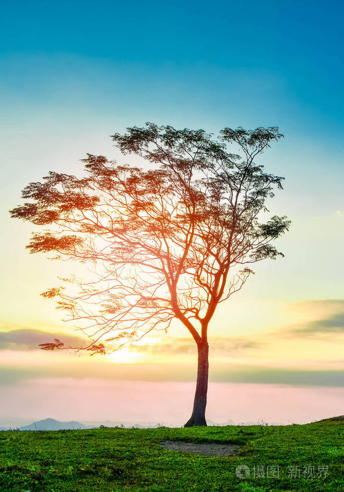 一棵树日落山坡上的树和美丽的日出独自一棵树太阳的天空黄蓝背景
