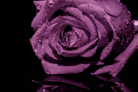 纯深紫背景美丽的深紫丁香玫瑰,在黑色的背景上滴着水滴照片