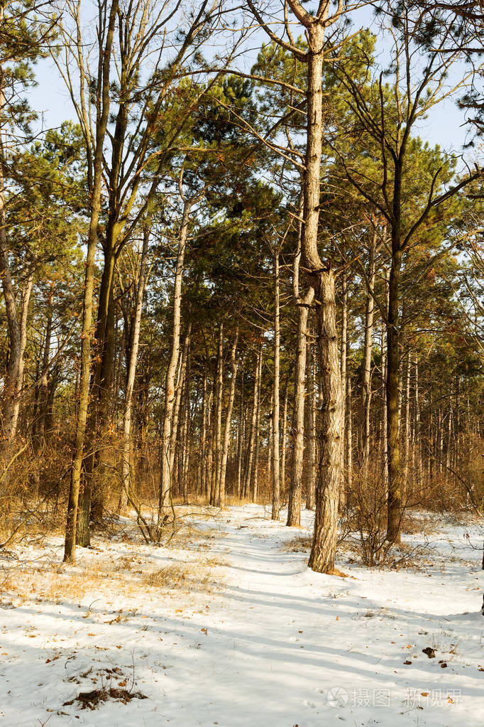 冬天森林里的日落冬天的雪覆盖着树风景冬季森林树木覆盖着雪