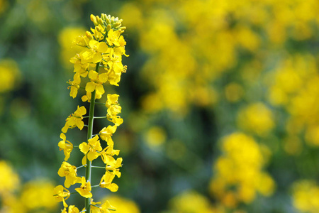 田野里的黄色油菜花图片