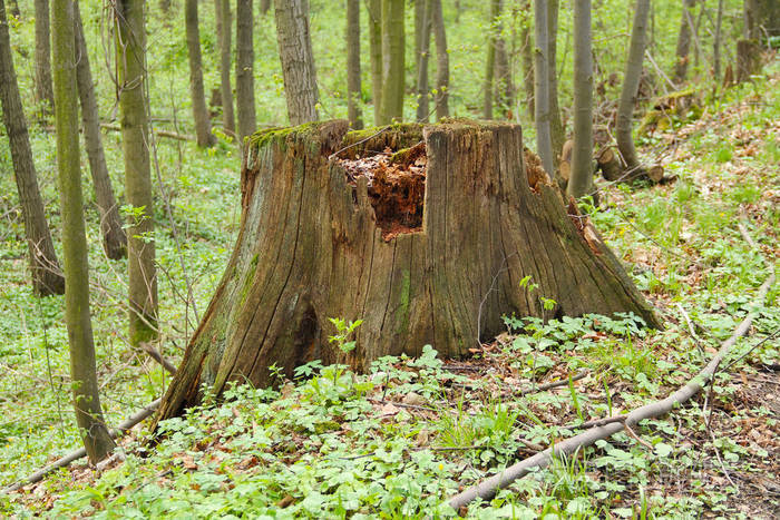 春天森林里腐烂的老树桩