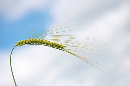 单株青稞对蓝天.