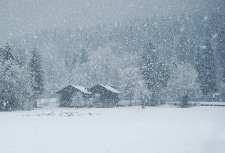 大雪松树在大雪纷飞的天气下,两座木屋和松树照片