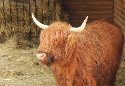 高地牛的一头粗大的牛的肖像