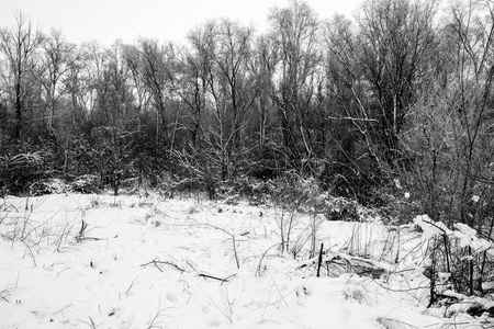 白雪覆盖的树木，在森林里