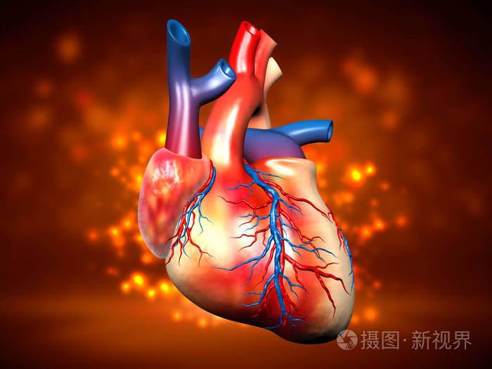 彩色背景中人类心脏的数字插图
