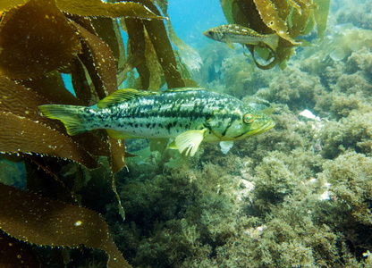 海带鲈鱼副。 海带森林加泰罗尼亚岛加州美国。