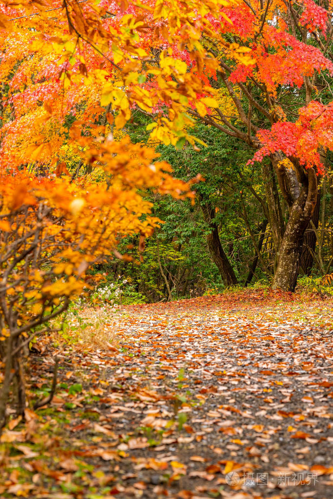 日本秋季美丽的枫叶