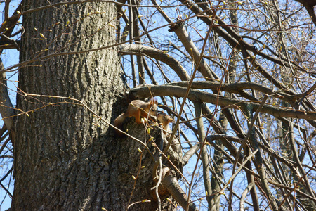松鼠抱在树上