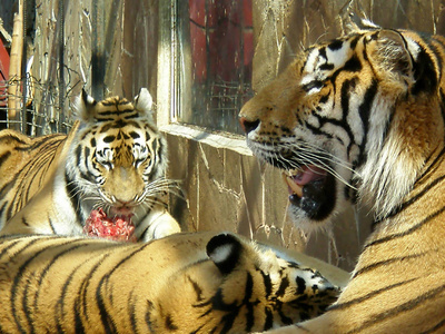 老虎吃竹叶图片