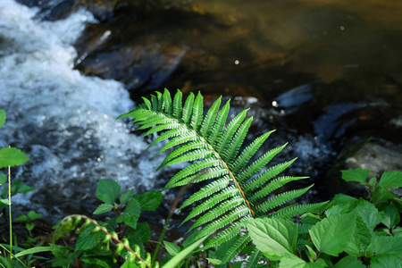 瀑布上的蕨类植物绿叶