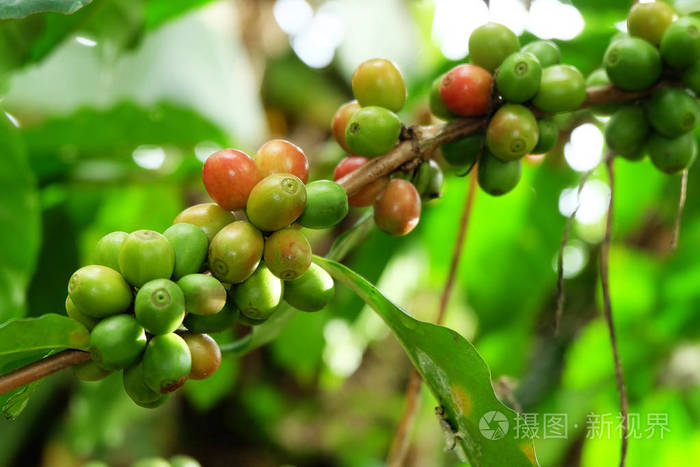 树枝上的咖啡树和咖啡豆
