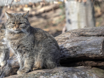 欧洲野生猫费利斯西尔维斯特里斯坐在树干上