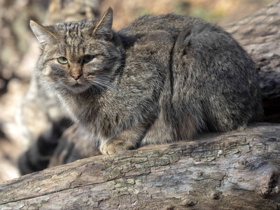 欧洲野生猫费利斯西尔维斯特里斯坐在树干上