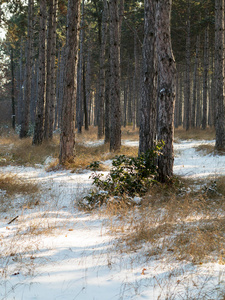 冬天森林里的日落。 冬天的雪覆盖着树。 风景冬季森林，树木覆盖着雪。
