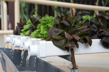 花园中的蔬菜种植采用多层水培方法，以节省空间使用。 它是由营养物质提供的，以水为介质。