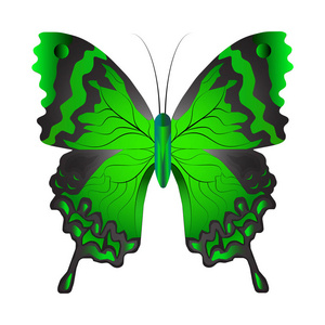 白色背景上孤立的绿色蝴蝶的矢量插图，翅膀上有图案