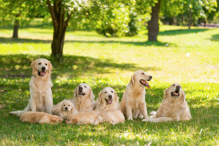 大型纯种红犬家族