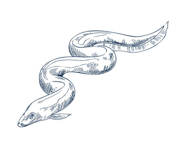 鳗鱼鱼海鲜向量单色例证照片
