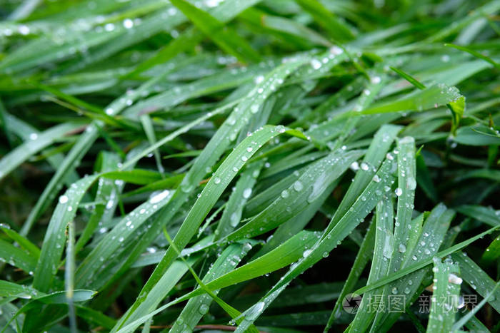 绿色的新鲜的草，雨后滴在大雨中