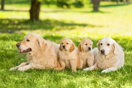 成年狗和它们的幼犬