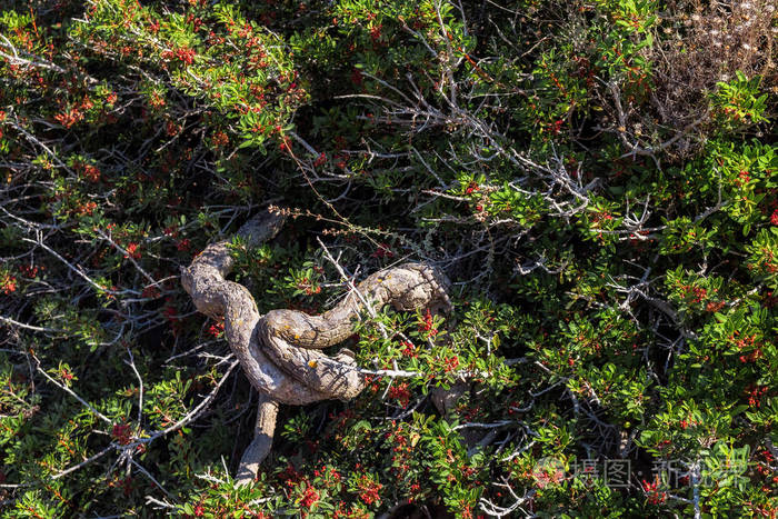 厚厚的蜿蜒树干的绿色沙漠荆棘灌木与小红色浆果