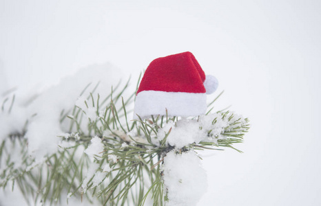 圣诞背景与霜冻松树与红色圣诞帽