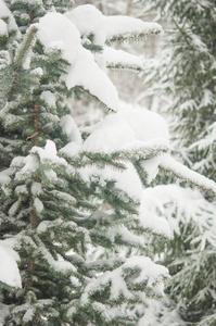 圣诞节背景与霜冻松树