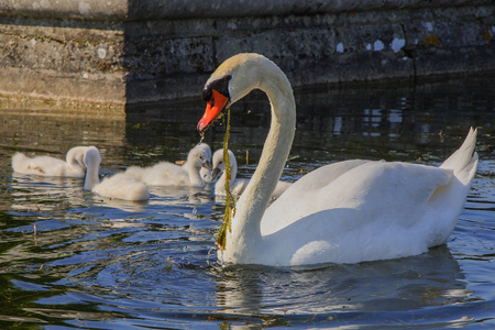 天鹅一家和他们的孩子在凡尔赛宫的池塘里。