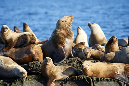 s Sea Lion on rocks near Valdes Isand, British Columbia, Canada