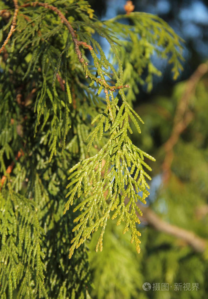 雪松树枝的近照