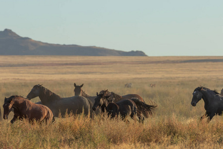 一群野马穿过犹他州沙漠
