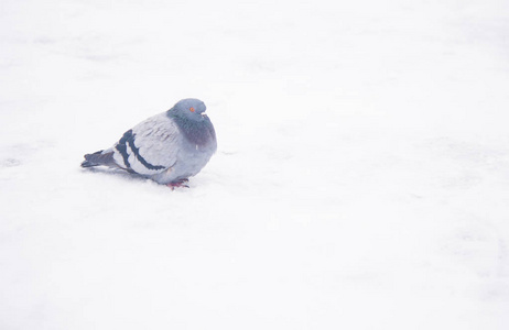 一只孤独的灰鸽子坐在雪地上图片