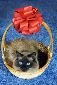 美丽的猫在柳条篮子在蓝色背景