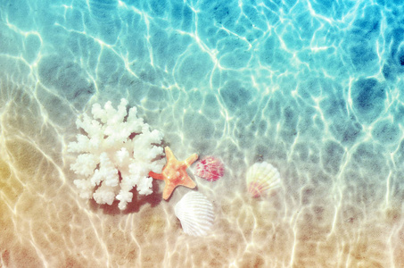贝壳和海珊瑚在海水中的夏季海滩上。 夏季背景。 夏季