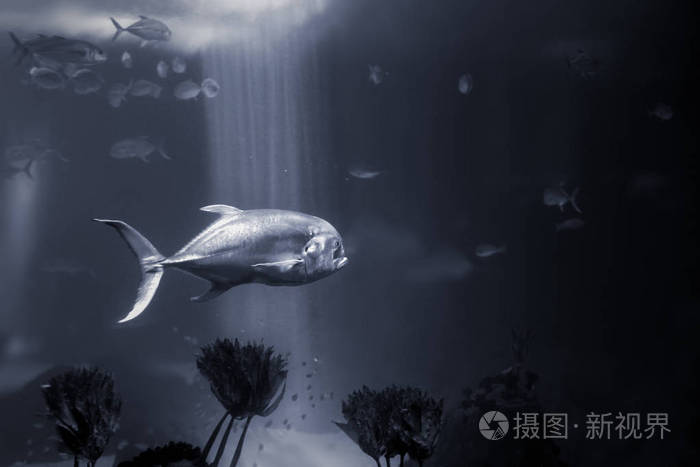 孤独的xare u鱼经过. 转换黑白. 蓝色色调.