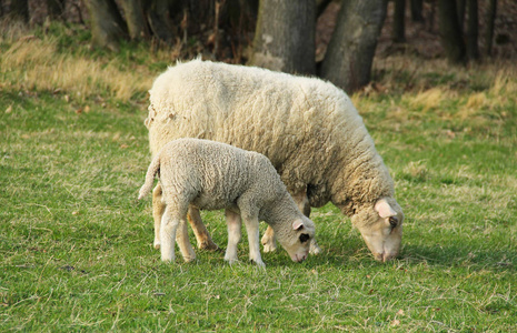 小羊羔和它的母羊在草地上