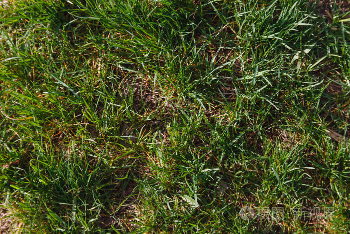 绿色的草与土层春天背景