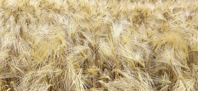 夏季栽培田金麦穗的背景