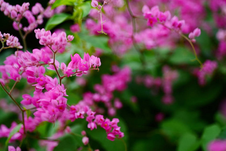 有蜂群的粉红色花。蜜蜂混合花，从花中吸蜜。