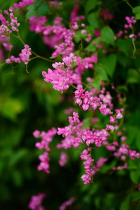 花园里的一群粉红色的花和蜜蜂。