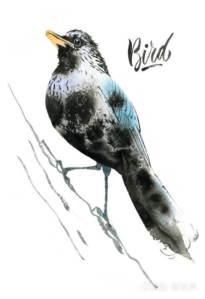 用水彩画的黑鸟