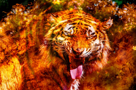 中国日历的火虎. 中国传统的火红老虎新年明信片.