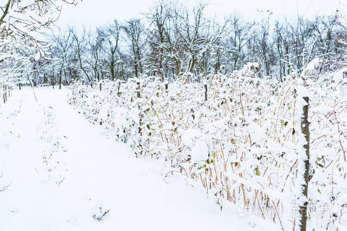 冬天花园里的树被雪覆盖着照片 正版商用图片15cojx 摄图新视界